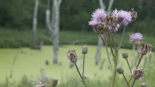 Bataklık Devedikeni Çiçekleri Rüzgarda Sallanıyor Hareketsiz Bir Bataklığın Arka Planında — Stok video