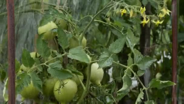 Productos Ecológicos Ecológicos Riego Manual Tomates Que Crecen Campo Abierto — Vídeo de stock