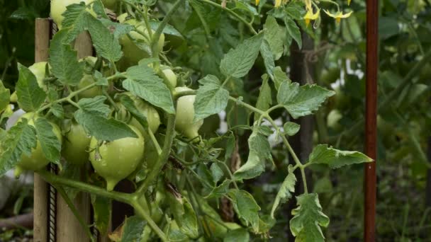 Fazenda Comida Orgânica Vegetais Água Goteja Tomates Verdes Depois Lacrimejar — Vídeo de Stock