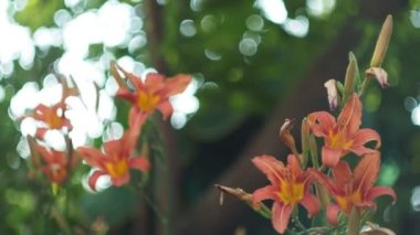 Geçmişi, benekleri. Zambaklar rüzgardan süzülür ışık ve yaprakların oluşturduğu ışık noktalarının arka planında.