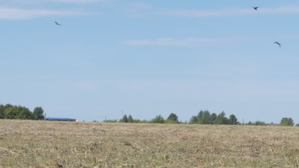 Miljö Ekologi Man Undersöker Kasserade Bildäck Otillåten Soptipp Skogen Sibirien — Stockvideo