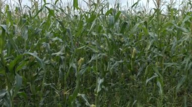 Tarım bitkileri, vejetaryenlik. Bir çiftçinin tarlasında mısır yaprakları rüzgarda savruluyor. Yakın plan. Sibirya.