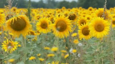 Tarım, çiftlik. Tarlada rüzgarda sallanan güzel ayçiçekleri. Sibirya 'da. Kamera hareket ediyor..