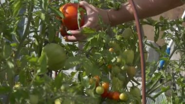 Sebzeler, organik ürünler. Bir çiftlik işçisi büyük olgun bir domatesin sapını keser. Kamera hareket ediyor. Sibirya.