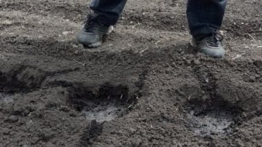 Tarım bitkileri. Bir çiftlik işçisi önceden hazırlanmış kuyulara çilek tohumları eker. Yakın plan. Sibirya.