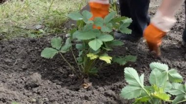 Tarım bitkileri. Bir çiftlik işçisi önceden hazırlanmış kuyulara çilek tohumları eker. Yakın plan. Sibirya.