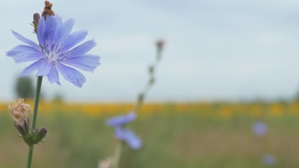 Nützliche Pflanzen Hellblaue Chicorée Blüten Auf Dem Hintergrund Eines Gelben — Stockvideo