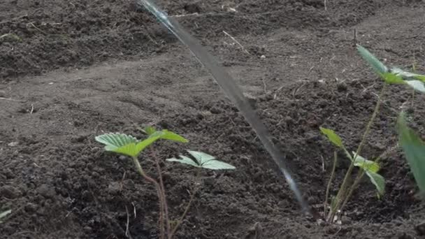 純粋な有機物 農場の栽培 新たに植えられたイチゴの芽に農場労働者が水をやる シベリア — ストック動画