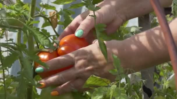 Zelenina Ekologické Produkty Zemědělský Dělník Nemůže Sklízet Velká Zralá Rajčata — Stock video
