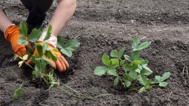 Gekweekte Planten Een Landarbeider Plant Aardbeienzaailingen Vooraf Geprepareerde Putten Een — Stockvideo