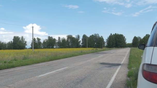 Empty Paved Road Passes Next Sunflower Farmer Field Siberia Camera — Stock videók