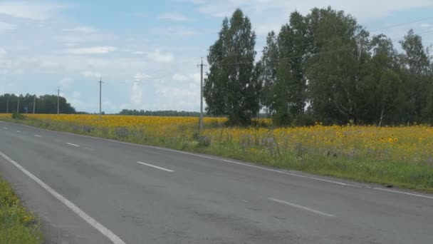 Empty Paved Road Passes Next Sunflower Farmer Field Siberia Camera — Stock videók