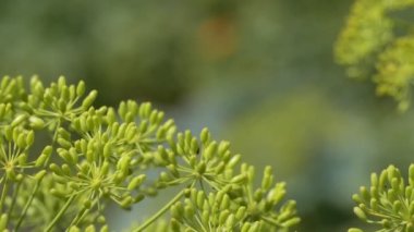 Vejetaryenlik, bitkiler. Dereotunun dalları ve tohumları çiftlik yatağında rüzgarda savruluyor. Yakın plan. Sibirya.