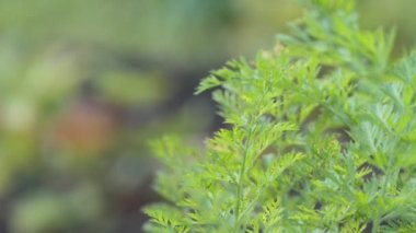 Vejetaryenlik, sebzeler. Olgunlaşan havuçların yaprakları çiftlikte rüzgarda sallanıyor. Yakın plan. Sibirya.