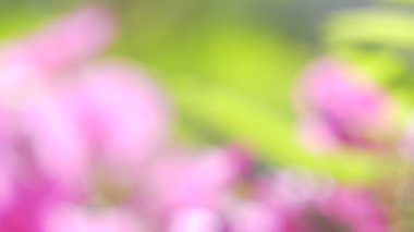 Geçmişi. Rüzgarda sallanan çiçeklerden oluşan pembe yeşil noktalar. Odaklanamıyorum.