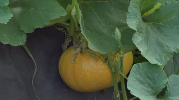 Farm Vegetarianism Ripening Pumpkin Lies Leaves Bed Swaying Wind Camera — Stock Video