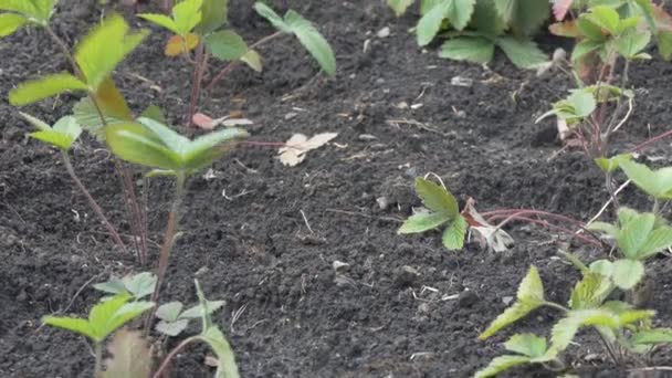 Fattoria Piante Giovani Germogli Fragole Ondeggiano Nel Vento Primo Piano — Video Stock