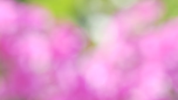 Background Pink Green Spots Formed Flowers Swaying Wind Out Focus — Stock Video