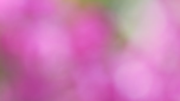 Ιστορικό Ροζ Πράσινα Στίγματα Που Σχηματίζονται Από Λουλούδια Που Ταλαντεύονται — Αρχείο Βίντεο