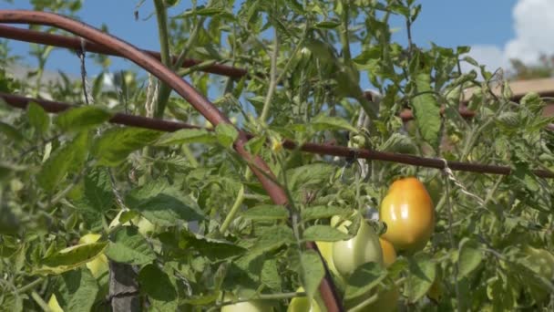 Vegarianizmus Zöldségek Paradicsom Egy Szibériai Farmon Érik Közelkép — Stock videók