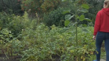 Çiftlik, mahsul üretimi. Genç bir kadın, patates çalılarının arasında yetişen ayçiçeğinin uzun sapını Rowan çileklerinin arka planıyla karşılaştırıyor. Sibirya 'da. Kamera hareket ediyor..