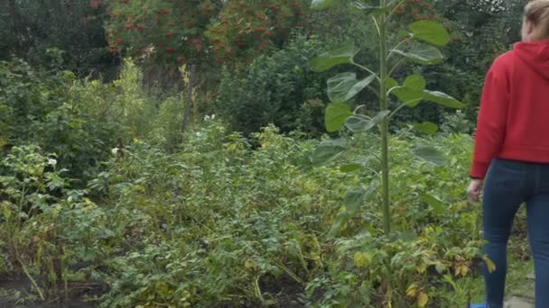 Landbouwbedrijf Plantaardige Productie Een Jonge Vrouw Onderzoekt Een Lange Stengel — Stockvideo