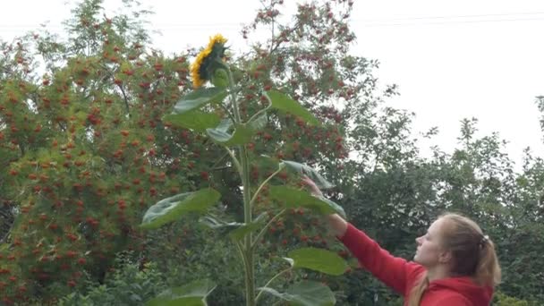 作物生産 若い女性は ローンベリーを背景にジャガイモの茂みの間で成長したひまわりの背の高い茎を調べます シベリアだ カメラが動いてる — ストック動画