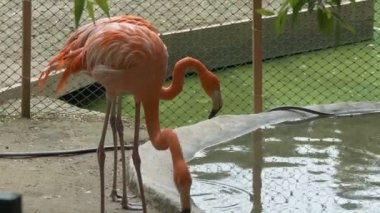 Kuşlar. Hayvanat bahçesindeki yapay bir havuzda güzel flamingolar dolaşıyor. Novosibirsk şehri.