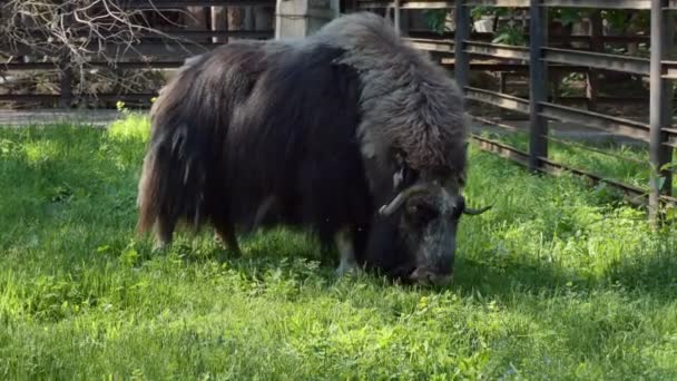 動物だ 成形期間中 動物園の囲いの中のムスク牛の放牧 ノヴォシビルスク市 — ストック動画