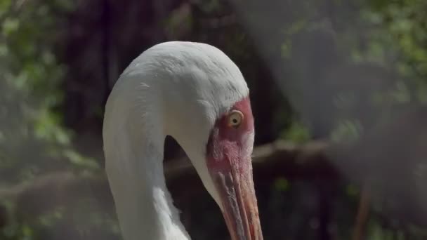 Πουλιά Στο Ζωολογικό Κήπο Λευκός Πελεκάνος Γυρίζει Κεφάλι Του Κοντινό — Αρχείο Βίντεο
