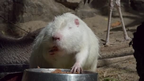 Animales Roedor Zoológico Come Almuerzo Con Los Dedos Ambas Patas — Vídeos de Stock