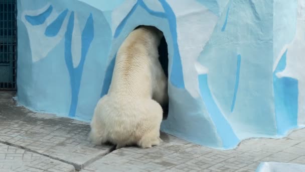 動物園 ホッキョクグマは鍵のかかったドアを通過しようとし その足でそれを打つ ノヴォシビルスク市 — ストック動画