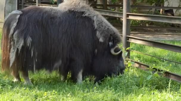 動物だ 成形期間中 動物園の囲いの中のムスク牛の放牧 ノヴォシビルスク市 — ストック動画