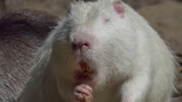 Tiere Ein Nagetier Nutria Einem Zoo Frisst Das Mittagessen Mit — Stockvideo