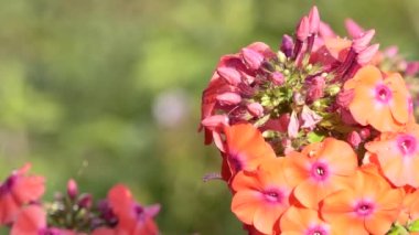 Bitkiler, çiçekler. Yağmurdan sonra rüzgardan sallanan yaprakların üzerine su damlaları damlayan phlox infloresansı. Yakın plan. Kamera hareket ediyor..