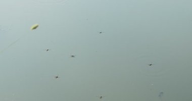 Suyun yüzey gerilimi, böcekler. Su kaydırağı böcekleri su deposunun yüzeyinde hareket ederler. Yakın plan..