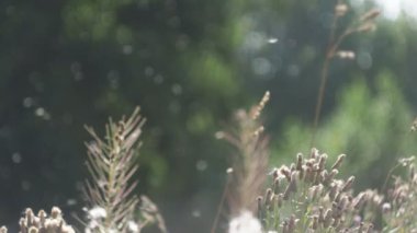 Eczane, bitkiler. Dar yapraklı selvi tohumları rüzgâr tarafından taşınır. Sibirya.