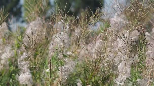 Növények Fűz Elhervadt Fűvel Borított Virágai Meginganak Széltől Réten Szibéria — Stock videók
