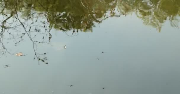 Τάση Επιφάνειας Νερού Εντόμων Σκαθάρια Skimmer Νερού Κινούνται Στην Επιφάνεια — Αρχείο Βίντεο