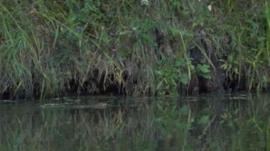 Hayvanlar, vahşi yaşam. Bir misk faresi, bitkilerle kaplanmış bir nehir boyunca yüzer ve suyun altına dalardı. Sibirya.