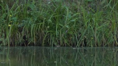 Vahşi hayat, hayvanlar. Bir misk faresi yoğun bitki örtüsüyle kaplı bir gölün kıyısından suya atlar. Sibirya.