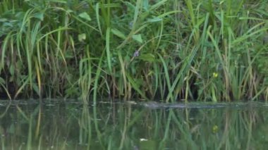 Vahşi hayat, hayvanlar. Bir misk faresi bataklık gölünde yüzer ve yiyecek için durur. Sibirya.