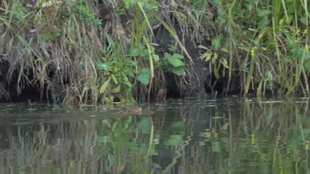 Dieren Wilde Dieren Een Muskusrat Zwemt Langs Een Met Planten — Stockvideo