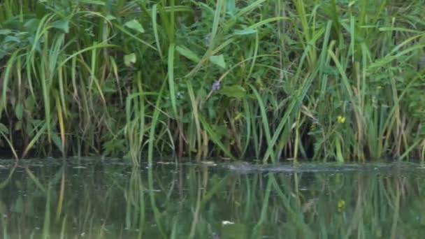 野生动物 一只麝鼠游过沼泽地池塘 停下来吃东西 西伯利亚 — 图库视频影像