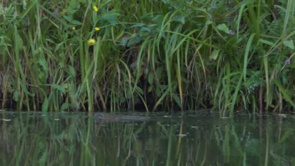 野生动物 一只麝鼠沿着长满植物的河岸游泳 西伯利亚 — 图库视频影像