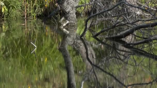 倒木の枝は森の湖の水に反射している シベリアだ カメラが動いてる — ストック動画