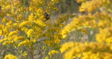 Sihirli çayır, ev eczanesi. Böcekler Solidago kanadensis çiçeklerini polenlerler (idrar söktürücü ve hipoazotemik, antimikrobik etkiler). Yakın plan. Sibirya.