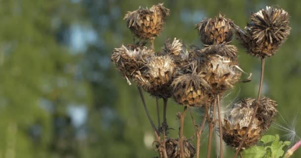 Plantes Médicinales Les Gousses Graines Sèches Armoise Serratula Contient Ecdystéroïde — Video