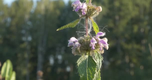 Huisapotheek Planten Phlomis Bloemen Een Geneesmiddel Voor Hart Vaatziekten Schommelen — Stockvideo