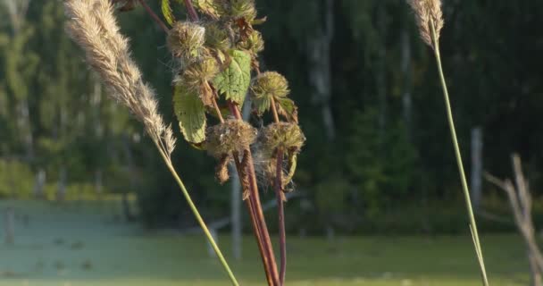 药用植物 风中摇曳的软骨鱼干种子 防腐剂 降低血压 摄像机在动 西伯利亚 — 图库视频影像